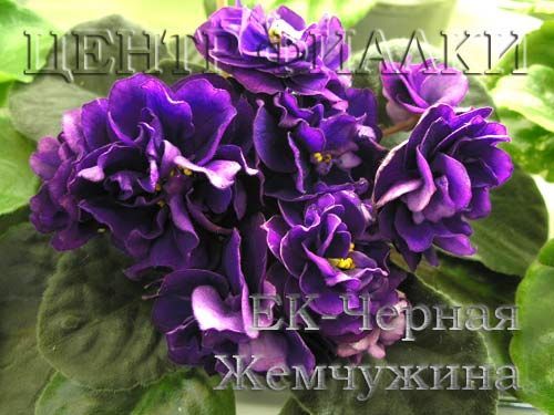 ЕК-Черная Жемчужина (Е.Коршунова)