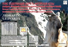 ПОЯС  ЭЛАСТИЧНЫЙ  ИЗ  ШЕРСТИ  АНГОРСКОЙ  КОЗЫ, РАЗМЕР  №3  (ТАЛИЯ  76-81)