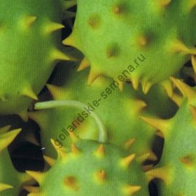 Огурец  сорт  "КУКУМИС КАРОЛИНУС"   (Cucumis carolinus)   1 гр.  семян