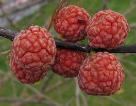 Кудрания   (Cudrania tricuspidata)   10 семян