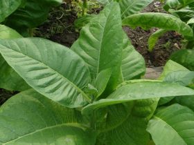 Берли Грин Бриор Nicotiana Tabacum.