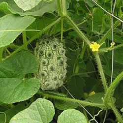 КИВАНО   (Kiwano)   10 семян