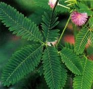 Мимоза (Mimosa pudica)