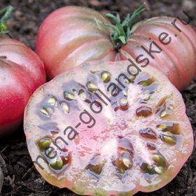 Томат сорт"ПУРПУРНЫЙ КАЛАБАШ БИО"(Purple Calabash BIO) 10 семян
