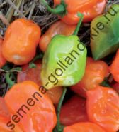Перец острый  "ХАБАНЕРО ОРАНЖ" (Habanero oranje)  10 семян