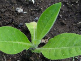 Bolivian Criollo Black   Nicotiana tabacum