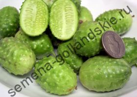 Огурец сорт "АНГУРИЯ" (Cucumis anguria)  5 семян