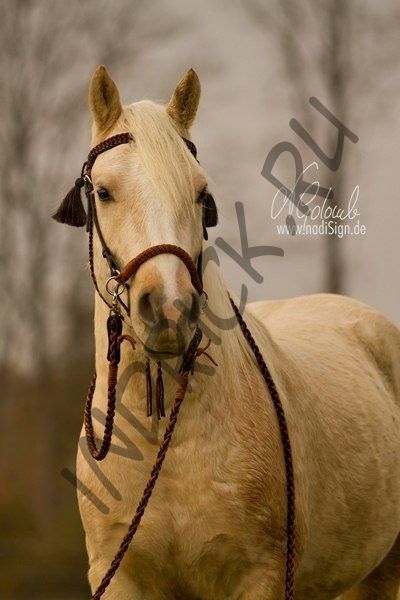 Сайд-пулл + трензельная уздечка Barefoot Amber