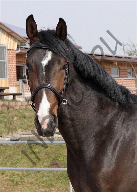 Уздечка WELLington Contour 2 в 1