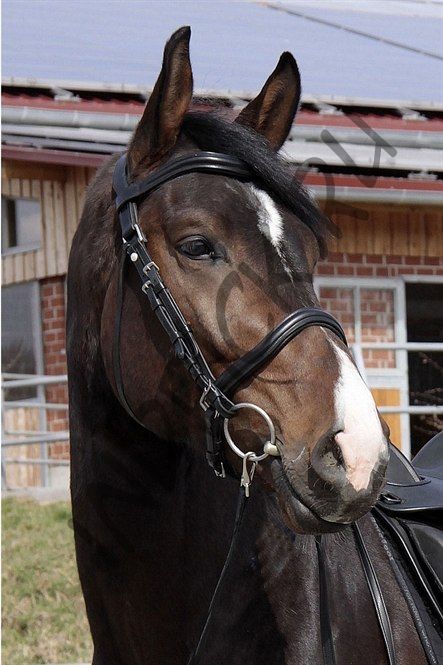 Уздечка WELLington Contour 2 в 1