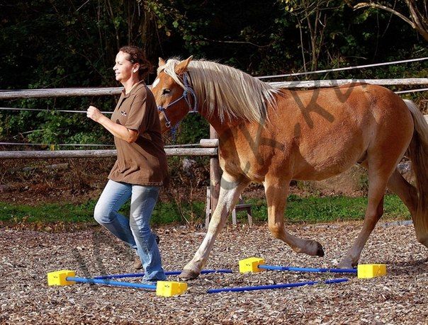 Блок крепления аджилити-жердей или обруча