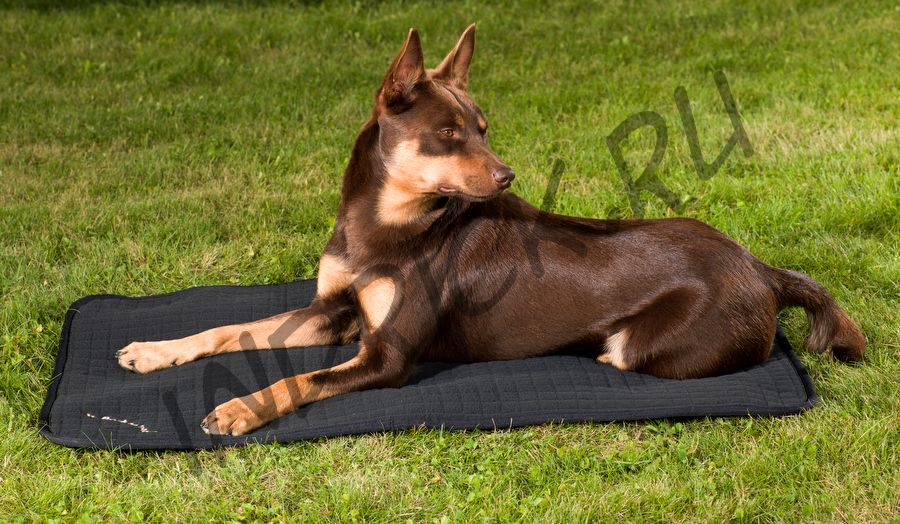 Стеганая подстилка-матрасик Back on Track для собак и кошек