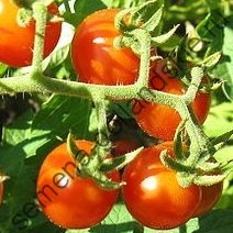 Томат "ПРАРОДИТЕЛЬ" (Solanum pimpinellifolium)  10 семян