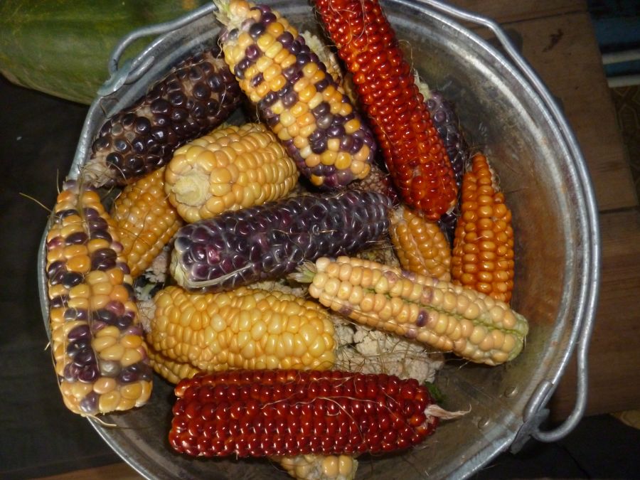 Кукуруза цветная