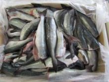 Сайда без головы тушка  1 кг (морская заморозка) Мурманск от 10 кг