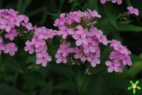 Флокс 'Ариадна' / Phlox 'Ariadna'