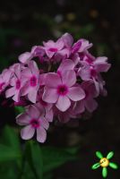 Флокс 'Бисер' / Phlox 'Biser'