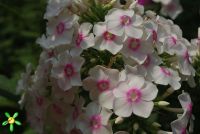 Флокс 'Европа' / Phlox 'Europa'