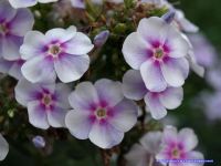 Флокс 'Импрессионист' / Phlox 'Impriossionist'