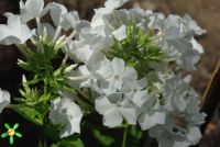 Флокс 'Мерлинка' / Phlox 'Мerlinka