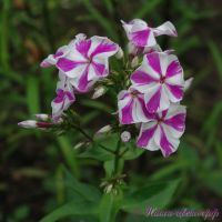 Флокс 'Мишенька' / Phlox 'Miscenka'