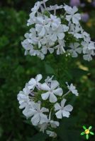 Флокс 'Небеса' / Phlox 'Nebesa'