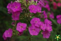 Флокс 'Незнакомка' / Phlox 'Neznakomka'