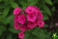 Флокс 'Никки' / Phlox 'Nicky'  (=Dusterlohe)