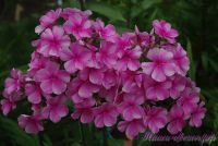 Флокс 'Розовый Районнант' / Phlox 'Rozoviy Rayonnant'