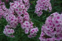 Флокс 'Фессельбаллон' / Phlox 'Fesselballon'