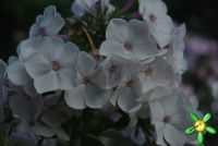 Сеянец флокса 'Бесприданница' / Phlox Seedling 'Bespridanica'