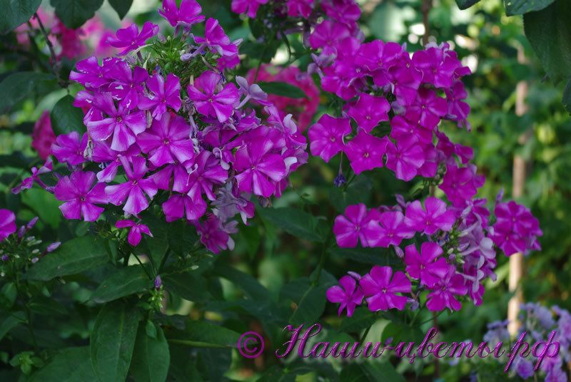 Флокс 'Серафима Александрова' / Phlox 'Serafima Aleksandrova'