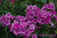 Сеянец флокса 'Таганский' / Phlox Seedling 'Tagansky'