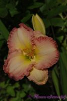 Лилейник 'Фростид Винтаж Раффлс' / Hemerocallis 'Frosted Vintage Ruffles'