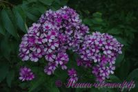 Сеянец флокса 'Мельница' / Phlox Seedling 'Melnitsa'