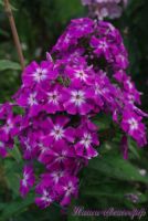 Флокс 'Александр' / Phlox 'Aleksandr'