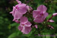 Флокс 'Байконур' / Phlox 'Baikonur'