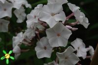 Флокс 'Белоснежка' / Phlox 'Belosnechka'