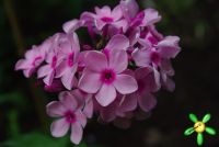 Флокс 'Бисер' / Phlox 'Biser'