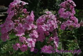 Флокс 'Высотка' / Phlox 'Visotka'