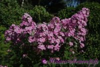 Флокс 'Высотка' / Phlox 'Visotka'