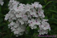 Флокс 'Принцесса Диана' / Phlox 'Princess Diana'