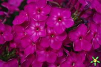 Флокс 'Катя' / Phlox 'Katja'