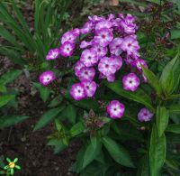 Флокс 'Литтл Лаура' / Phlox 'Little Laura'