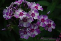 Флокс 'Маргри' / Phlox 'Margri'