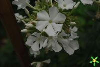 Флокс 'Мерлинка' / Phlox 'Мerlinka