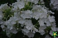 Флокс 'Мерлинка' / Phlox 'Мerlinka