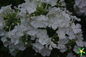 Флокс 'Мерлинка' / Phlox 'Мerlinka' (=Июльский)