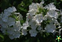 Флокс 'Мерлинка' / Phlox 'Мerlinka