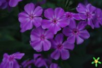 Флокс 'Мерцающий' / Phlox 'Мercaychij'